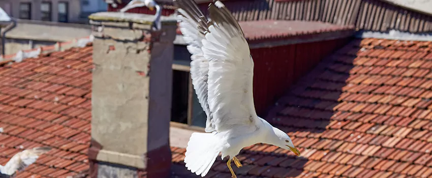 Residential Chimney Animal Removal Solution in Columbia Heights, MN