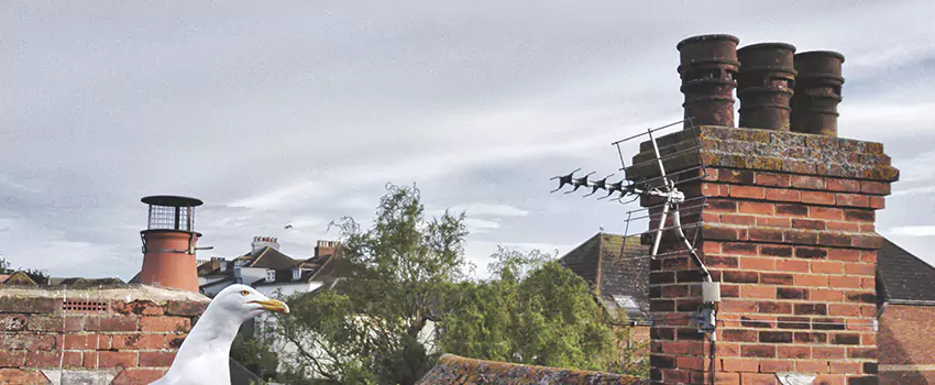 Chimney Cleaning And Restoration in Columbia Heights, Minnesota
